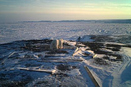 «Роснефть» начала реализацию масштабной программы изучения экосистем Арктики