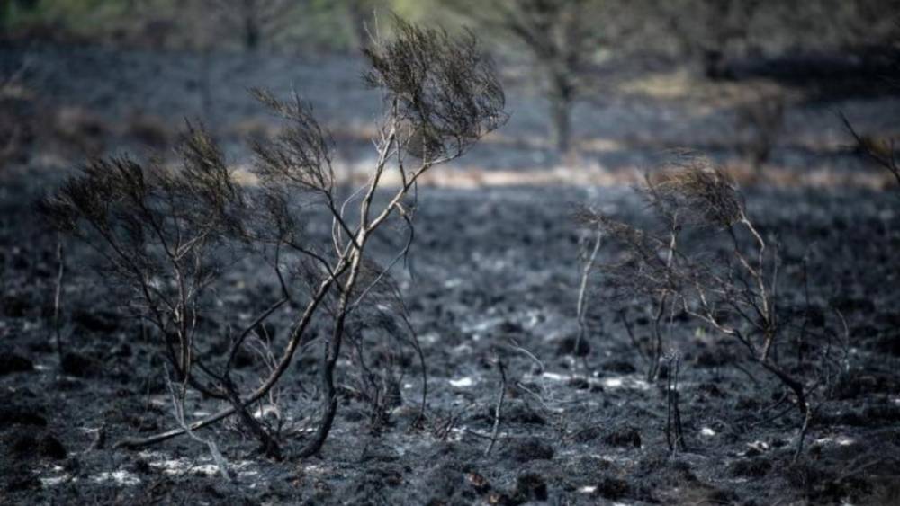 Почему в Германии сейчас так много лесных пожаров, и что ждет страну летом?