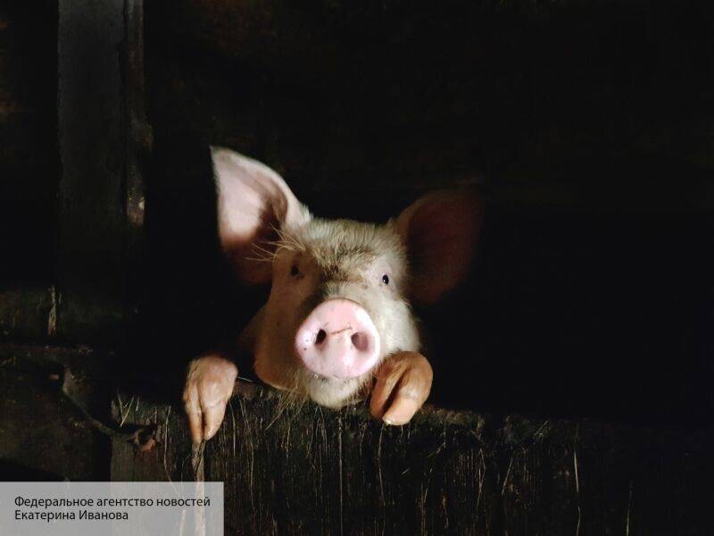 ABC 33/40 News объяснило, почему коронавирус заставляет свиноводов США нервничать