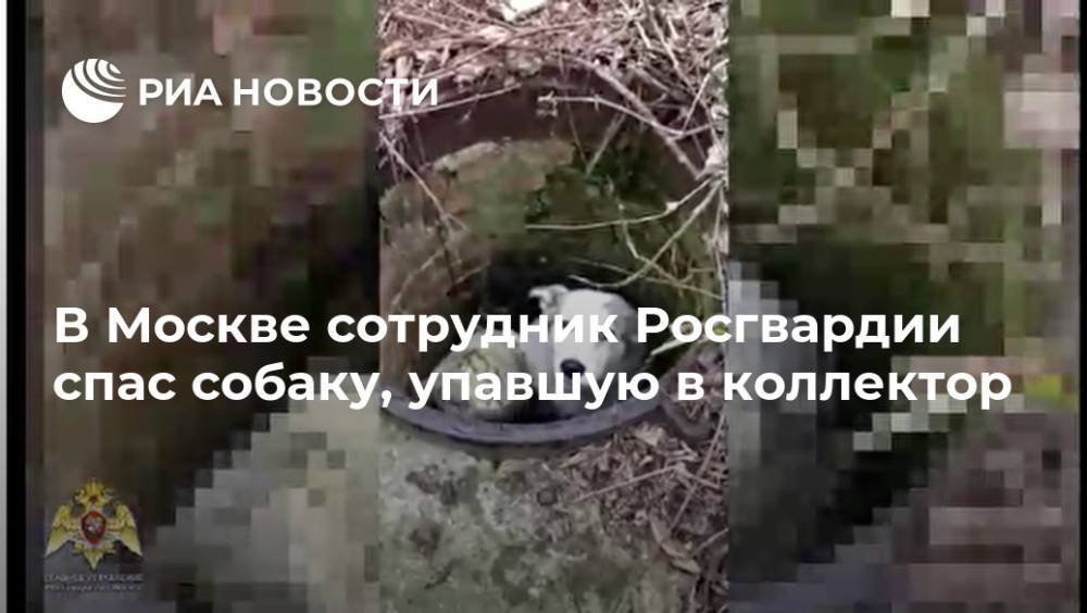 В Москве сотрудник Росгвардии спас собаку, упавшую в коллектор