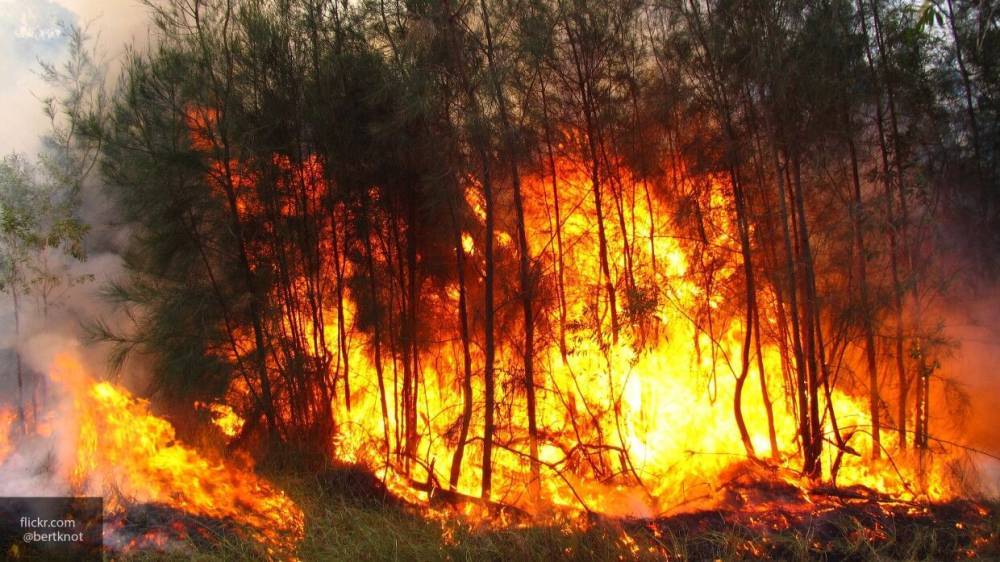 Российские спасатели продолжают ликвидацию массовых лесных пожаров на территории РФ