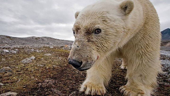 Белых медведей в заповеднике "Остров Врангеля" будут считать с помощью дронов