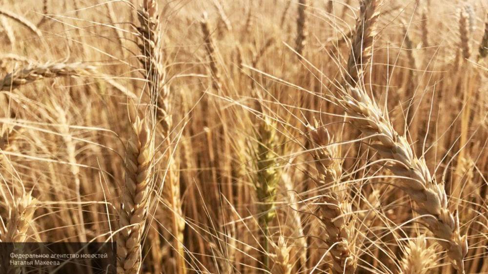Минсельхоз РФ заявил о приостановке экспорта зерновых до 1 июля