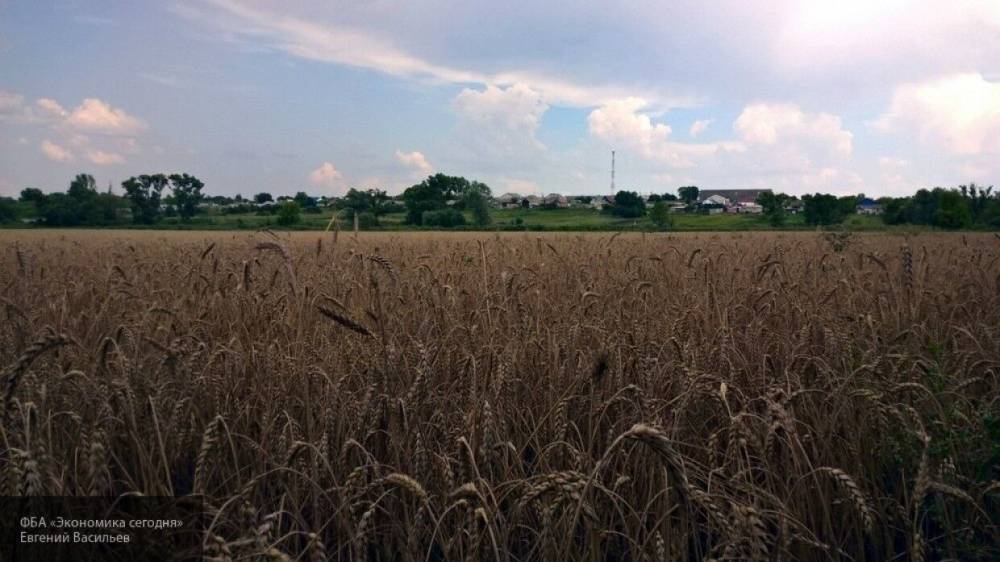 Минсельхоз РФ объявил о приостановке экспорта зерновых до 1 июля