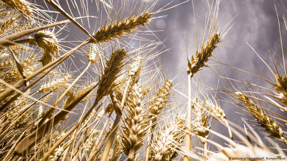 Россия приостановила экспорт зерна до 1 июля