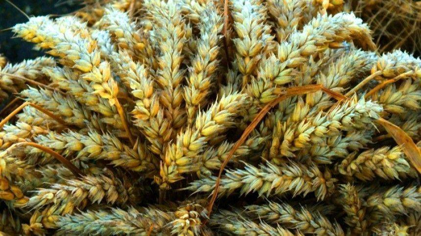 Экспорт зерна из России приостановят до 1 июля