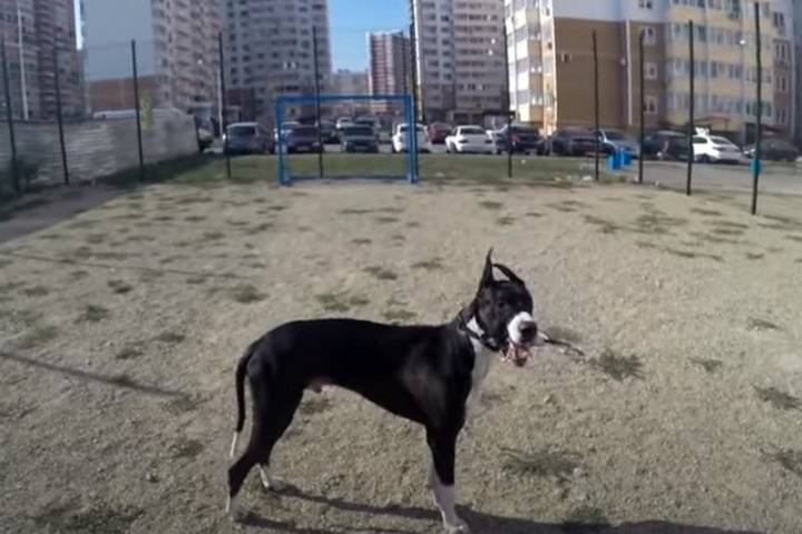 В России введут административную ответственность за лающую ночью собаку