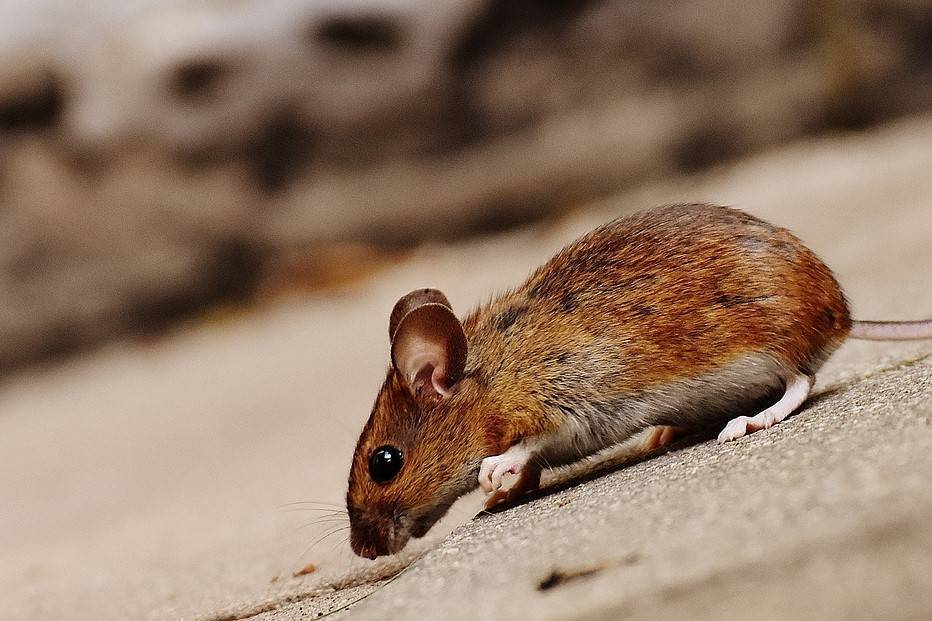 Ученые в России создадут модельных мышей для испытания вакцины от COVID-19