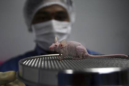 В России создадут мышей для испытания вакцины от коронавируса