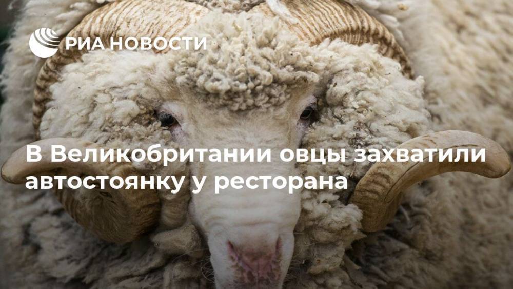 В Великобритании овцы захватили автостоянку у ресторана - ria.ru - Москва - Англия - Великобритания
