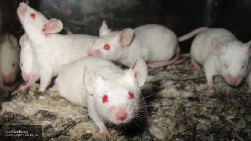 Роспотребнадзор сообщил о создании мышей для испытания вакцины от COVID-19