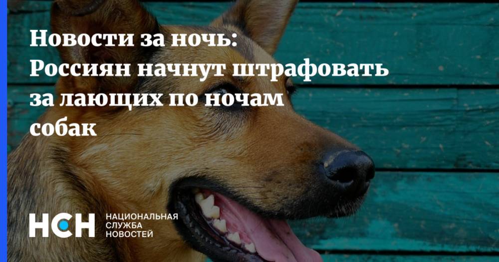 Новости за ночь: Россиян начнут штрафовать за лающих по ночам собак