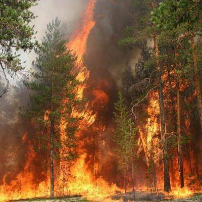 Площадь лесных пожаров в России за сутки выросла почти на 18 тысяч гектаров