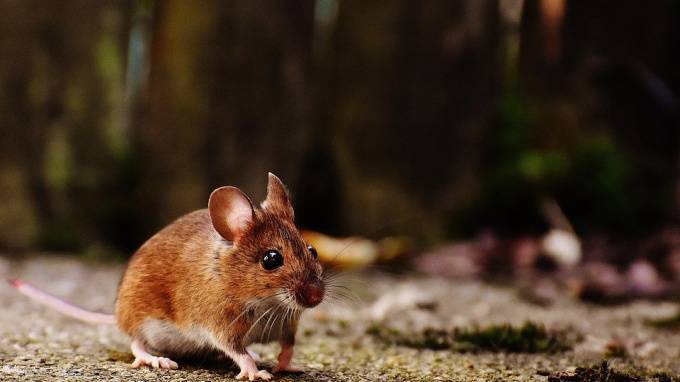 В России создадут мышей для испытания вакцины от COVID-19