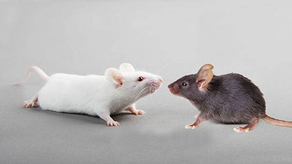 «Вектор» начал создавать мышей, чувствительных к заражению коронавирусом