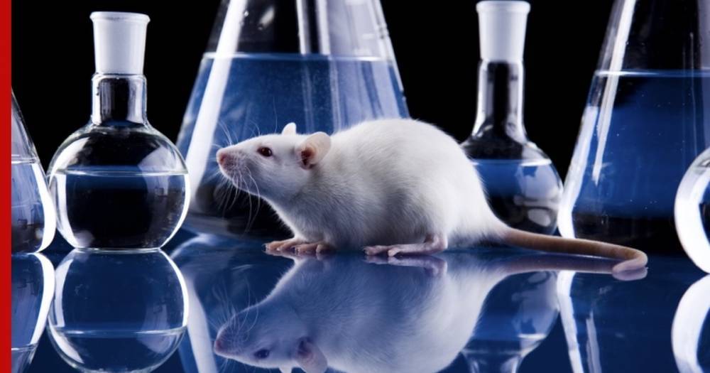 В России создадут мышей для испытания вакцины против коронавируса