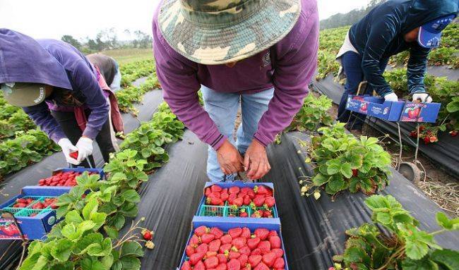 Польша решила чартерами завозить украинских заробитчан на сбор урожая