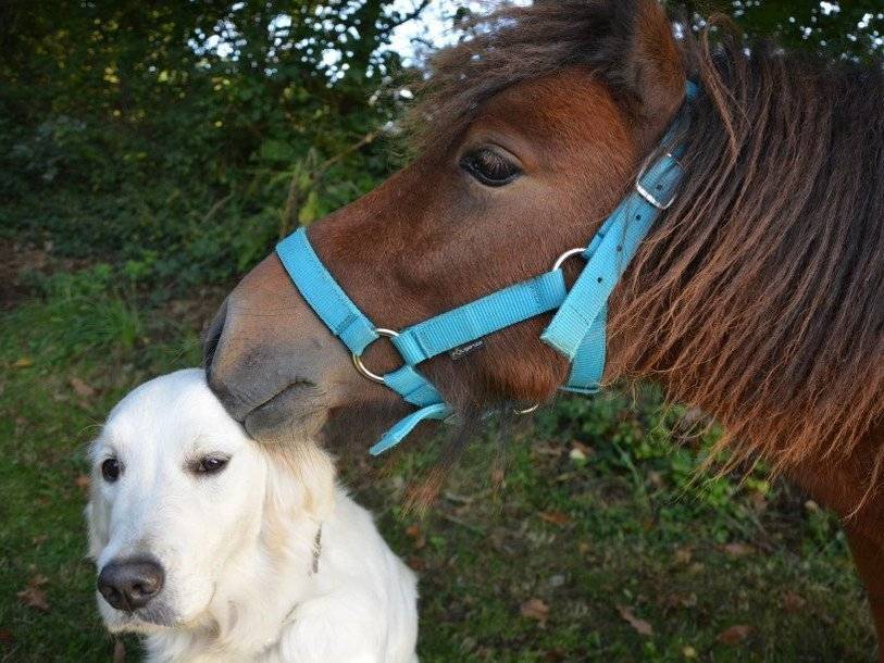 Собаки и лошади во время совместных игр копируют мимику друг друга