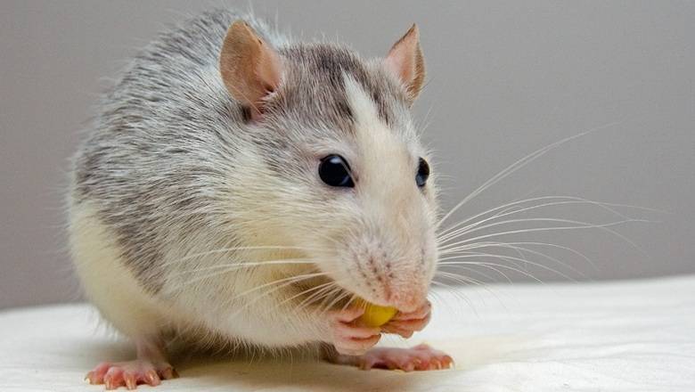 В России начали разводить мышей для тестирования вакцины от коронавируса
