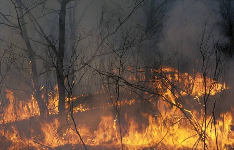 Рослесхоз назвал пять регионов РФ, где бушуют лесные пожары