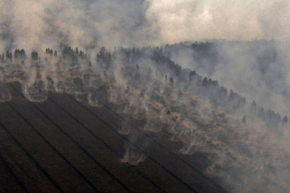Путин согласился усилить наказание за умышленные поджоги леса