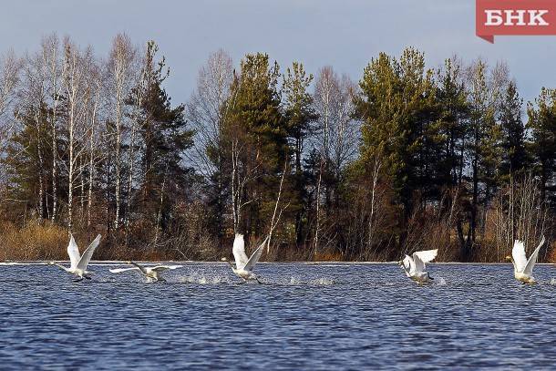 На озерах под Сыктывкаром отдыхают краснокнижные лебеди
