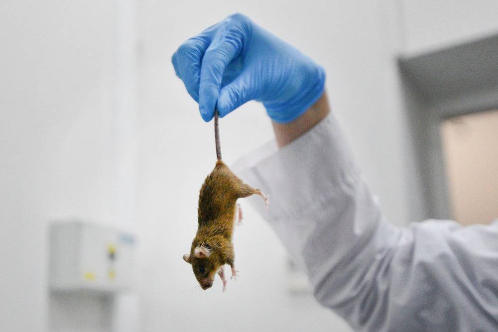 В России выведут специальных мышей для тестирования вакцины от COVID-19