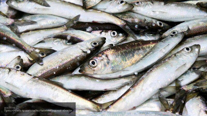 Колумнист Марьясин объяснил, как спасти рыбную промышленность на Дальнем Востоке