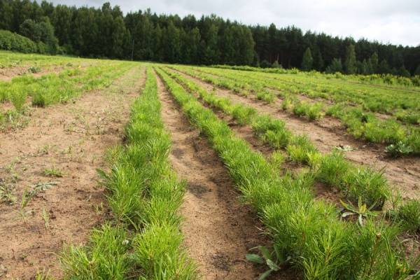 В этому году в Вологодской области восстановят более 75 тысяч гектаров леса