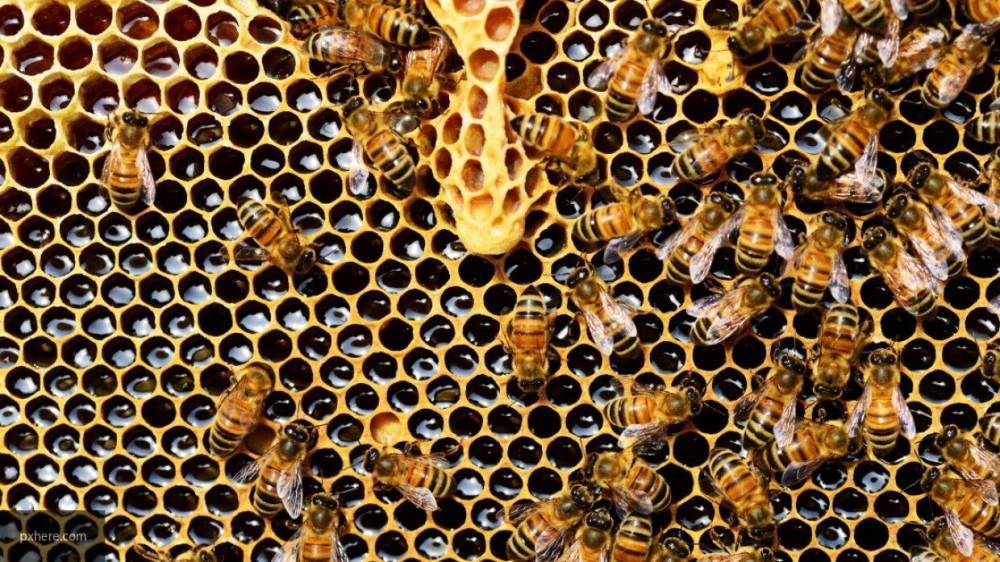 Американские биологи обнаружили вирус, который "зомбирует" пчел