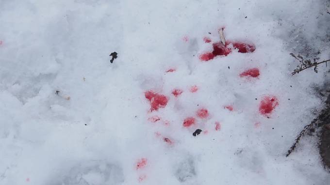 На Алтае нашли тела подростков, которые пропали в январе