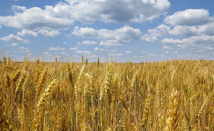Непогода губит урожай: хватит ли украинцам хлеба (Апостроф, Украина)