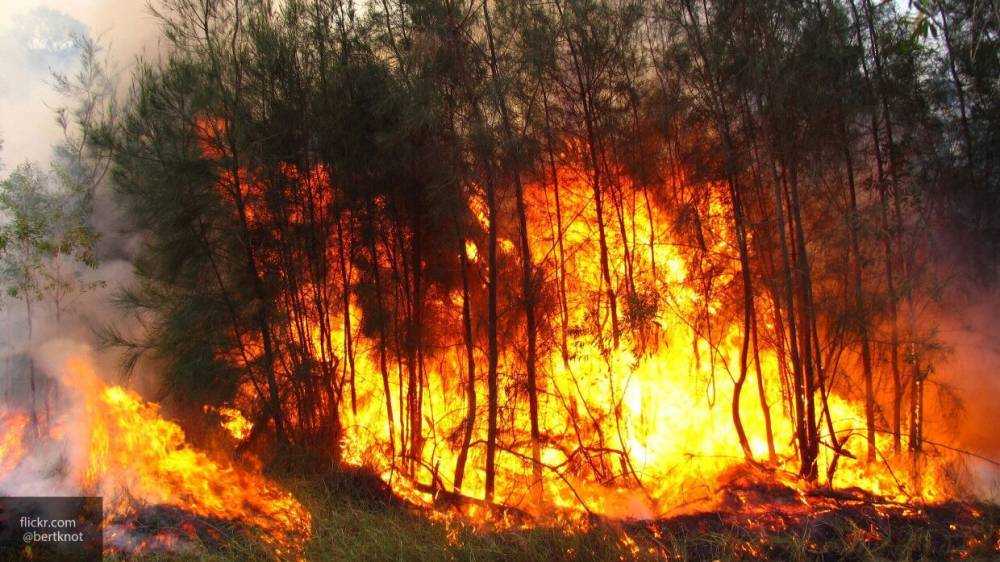 Площадь лесных пожаров в России составила 60 тысяч га