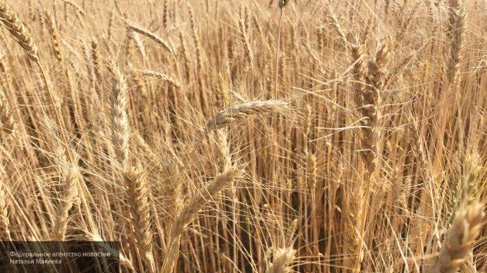 Bloomberg: многие страны опасаются дефицита российской пшеницы