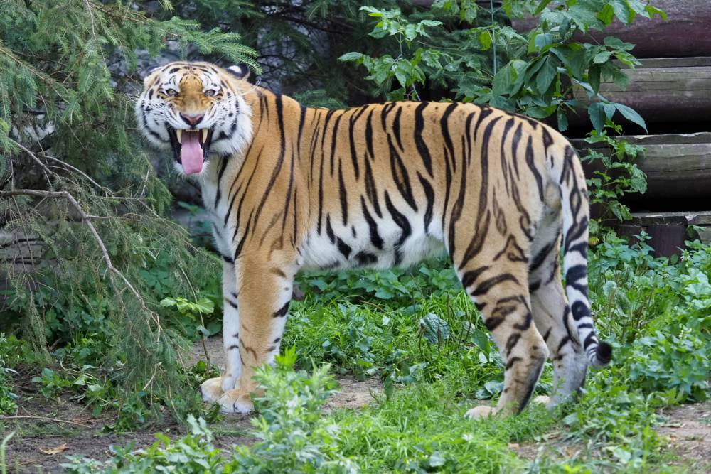 «Президентский» тигр побывал в китайском нацпарке и вернулся в Россию