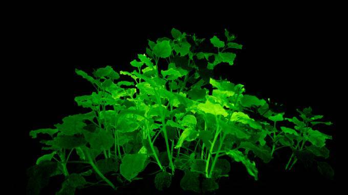 Российские ученые создали растения, светящиеся в темноте