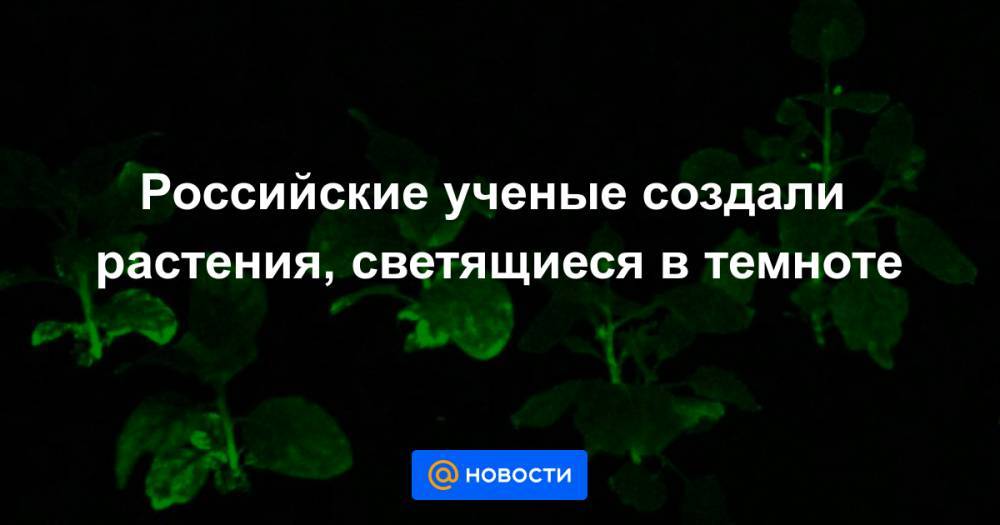 Российские ученые создали растения, светящиеся в темноте