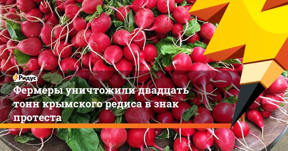 Фермеры уничтожили двадцать тонн крымского редиса взнак протеста