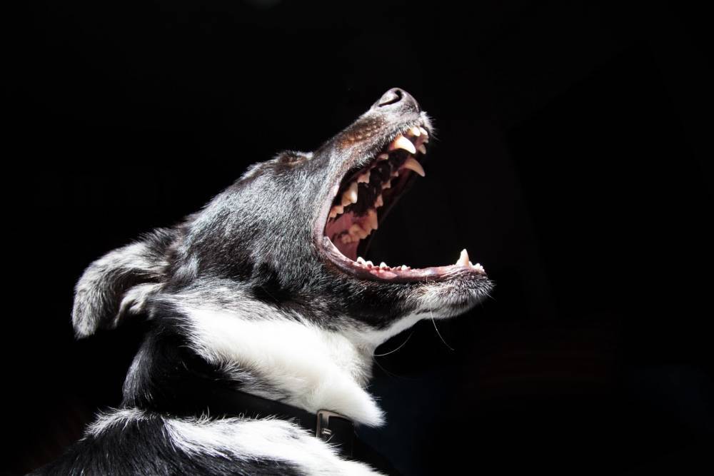 В России будут штрафовать за собачий лай по ночам и звуки сигнализации