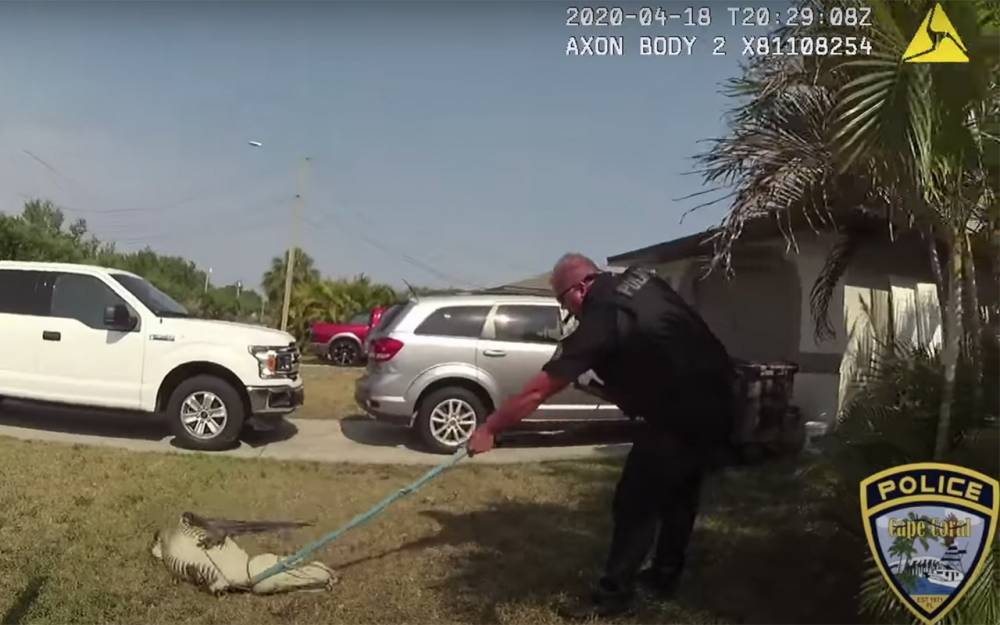 Полицейский борется с крокодилом: обычный рабочий день (видео)