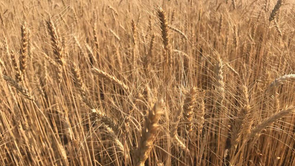Экономист рассказал, как уникальная ситуация на рынке зерна принесла России сверхприбыль