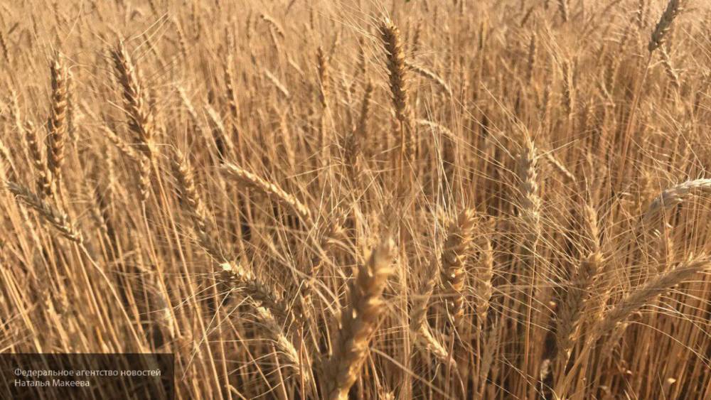 Эксперт Березнюк заявил о способности России обеспечить весь мир зерном