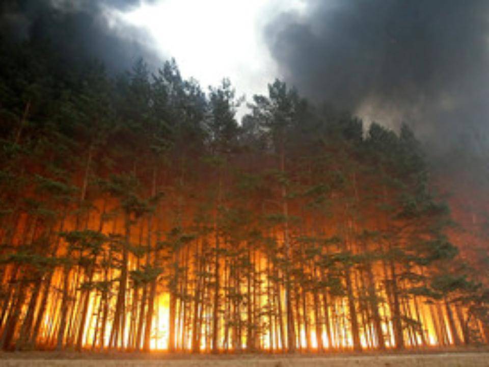 В Иркутской области местные жители поймали высокопоставленных чиновников за поджогами леса