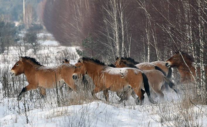 El País (Испания): тайна чернобыльских диких лошадей
