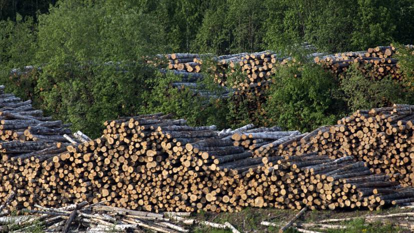 В Рослесхозе рассказали о борьбе с незаконной рубкой леса