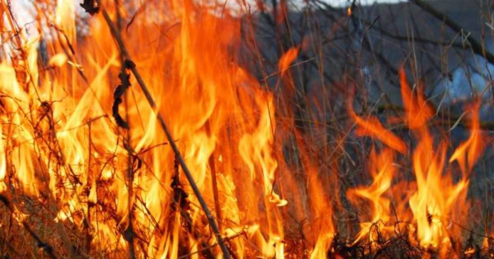 В Гидрометцентре отметили близкое к рекорду число лесных пожаров в РФ