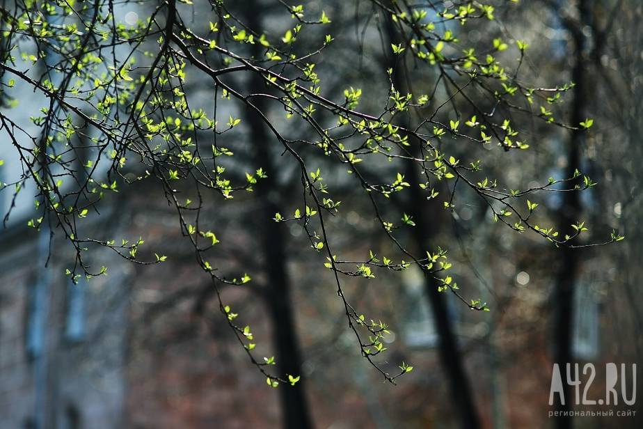 В Кузбассе высадят 156 000 деревьев в честь погибших в Великой Отечественной войне