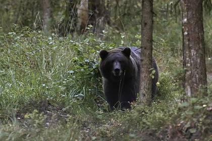 Жителей Подмосковья предупредили о разгулявшихся медведях
