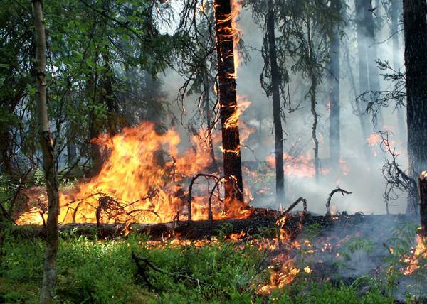 В Иркутской области СК выясняет, действительно ли чиновники поджигали леса