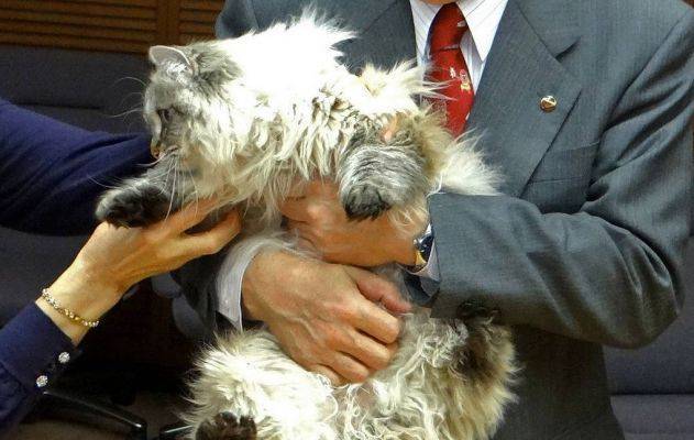 В Японии поместили в карантин кота, подаренного Путиным губернатору Акиты